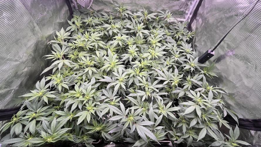 Gelatto. Week 8