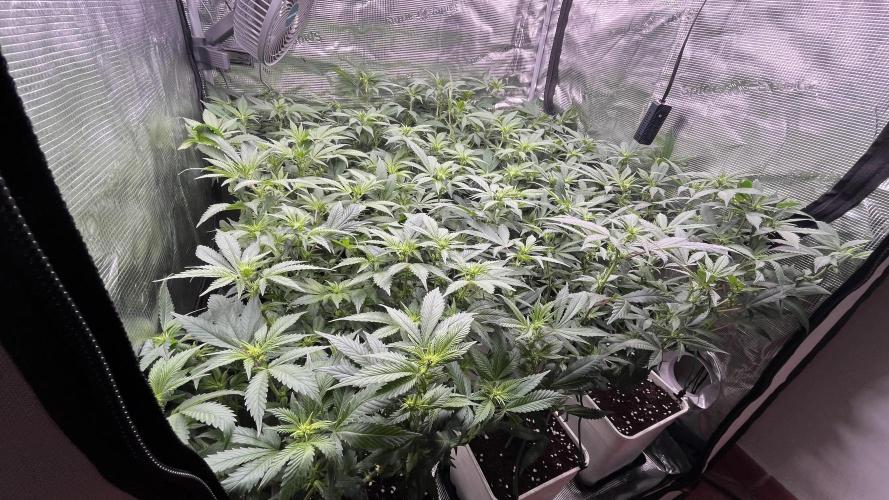 Gelatto. Week 8