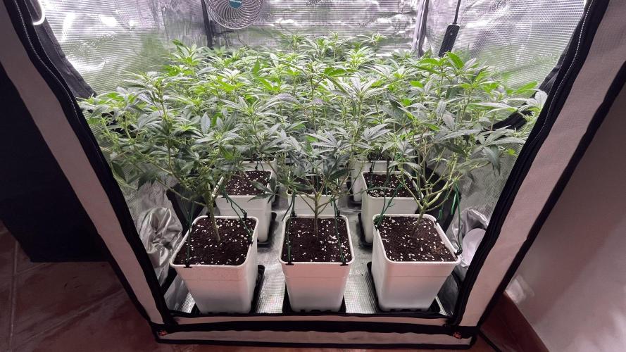 Gelatto. Week 8
