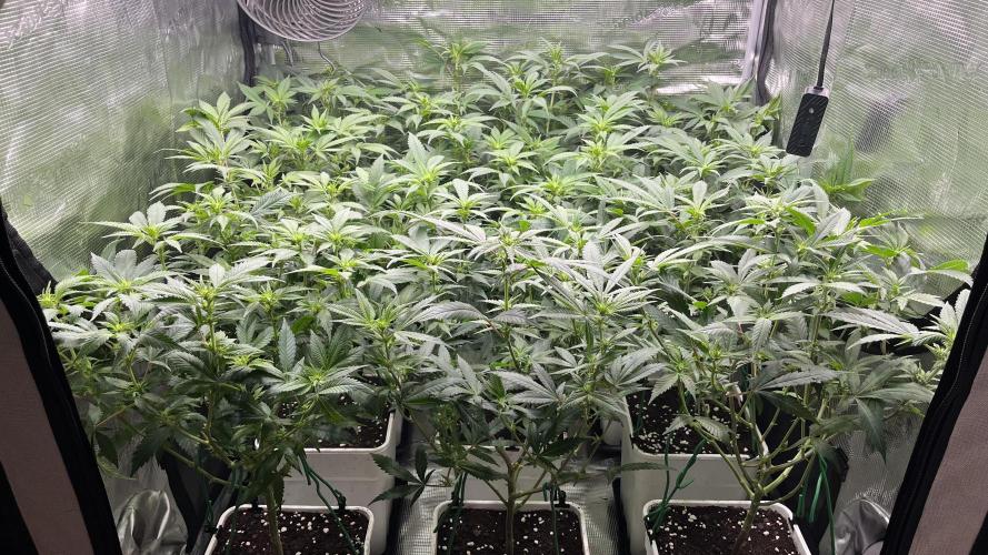 Gelatto. Week 8