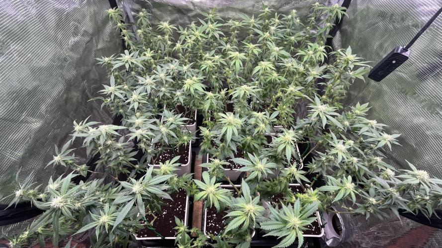 Gelatto. Week 9