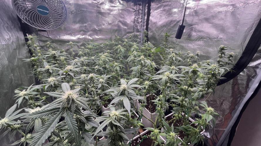 Gelatto. Week 9