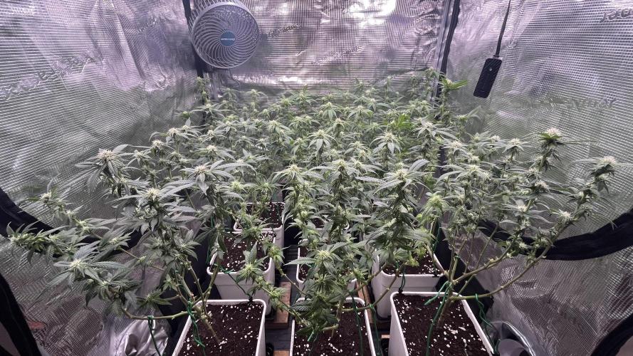 Gelatto. Week 9