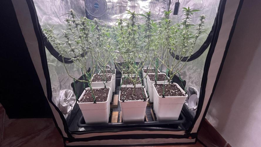 Gelatto. Week 9