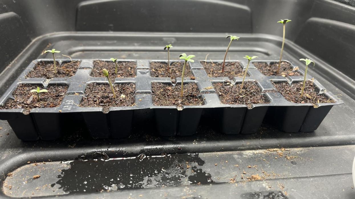 Gomu Gomu Mango. Week 0