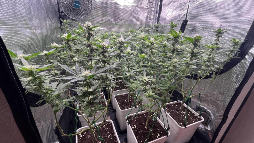 Gelatto. Week 10