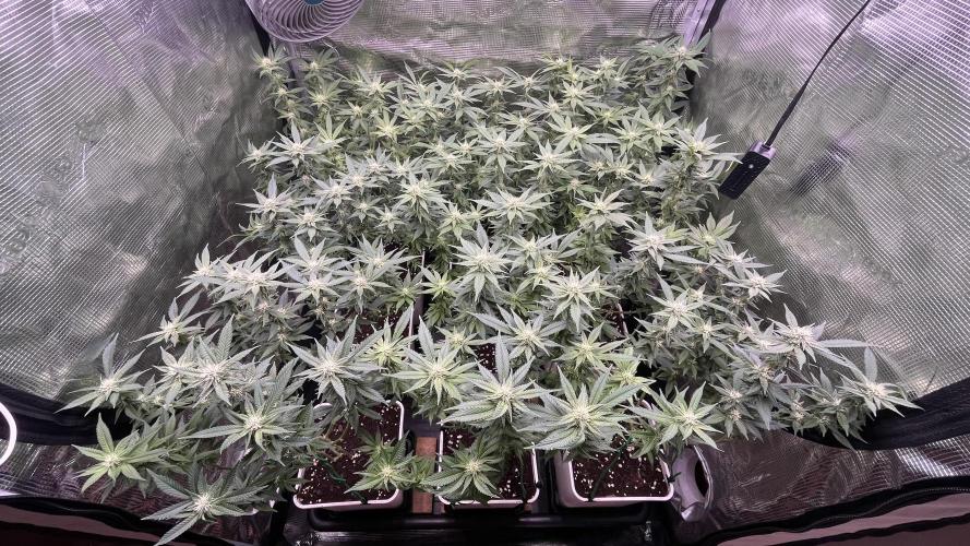 Gelatto. Week 10
