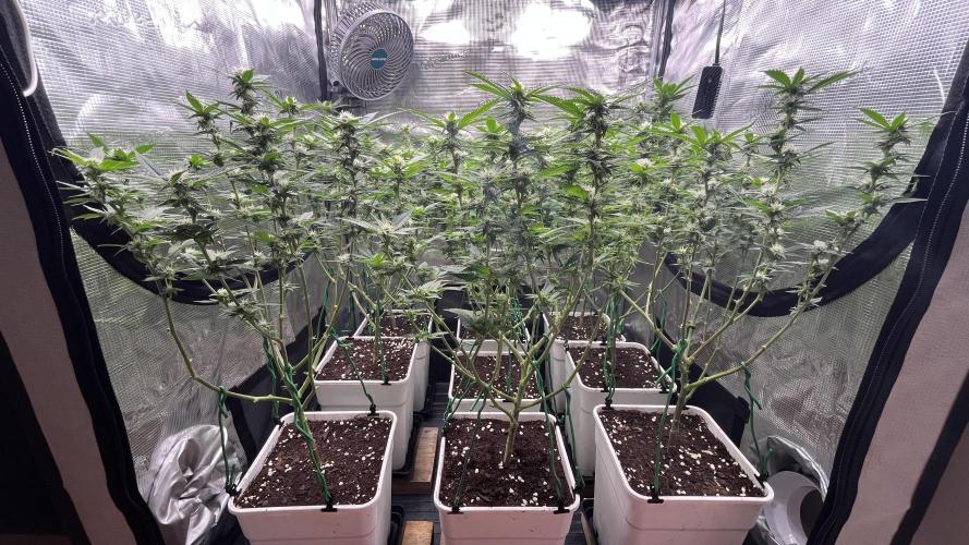 Gelatto. Week 10