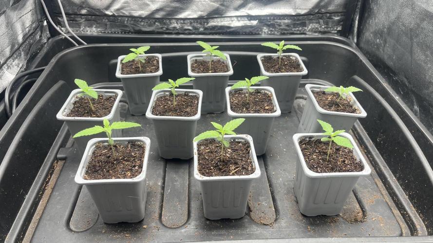 Gomu Gomu Mango. Week 1