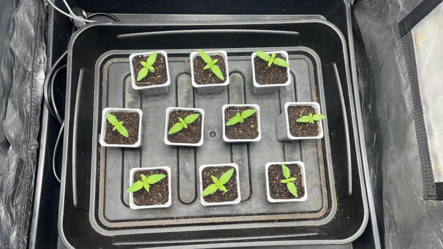 Gomu Gomu Mango. Week 1