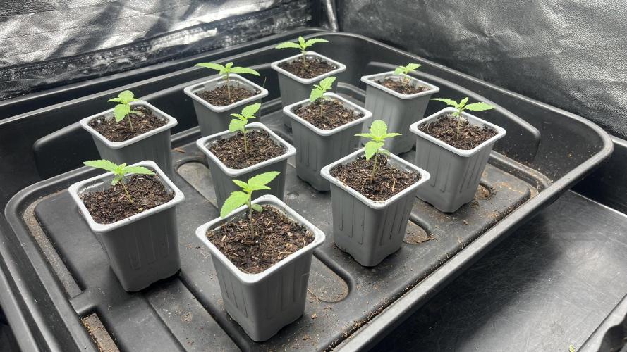 Gomu Gomu Mango. Week 1