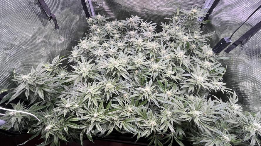 Gelatto. Week 11
