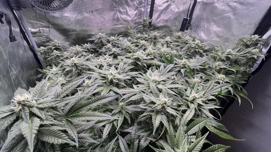 Gelatto. Week 11