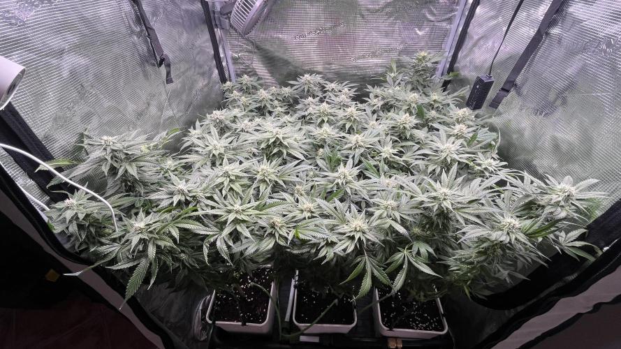 Gelatto. Week 11