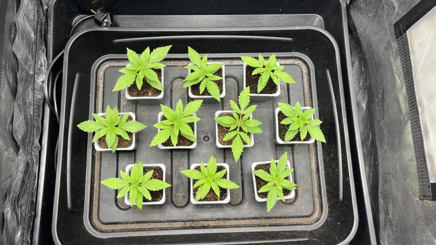 Gomu Gomu Mango. Week 2