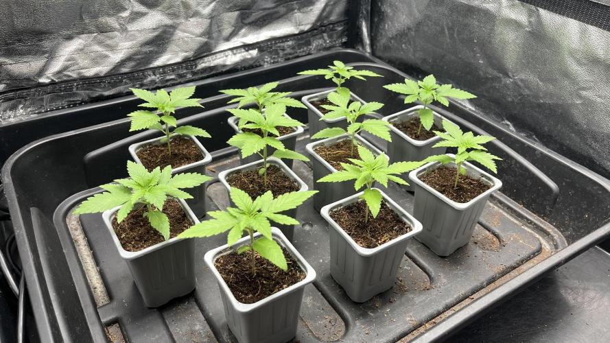 Gomu Gomu Mango. Week 2