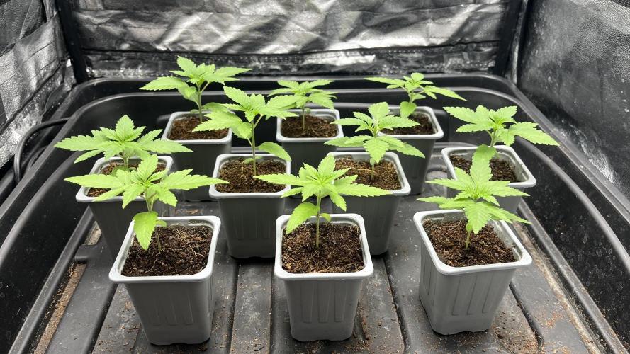 Gomu Gomu Mango. Week 2