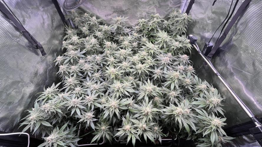 Gelatto. Week 12