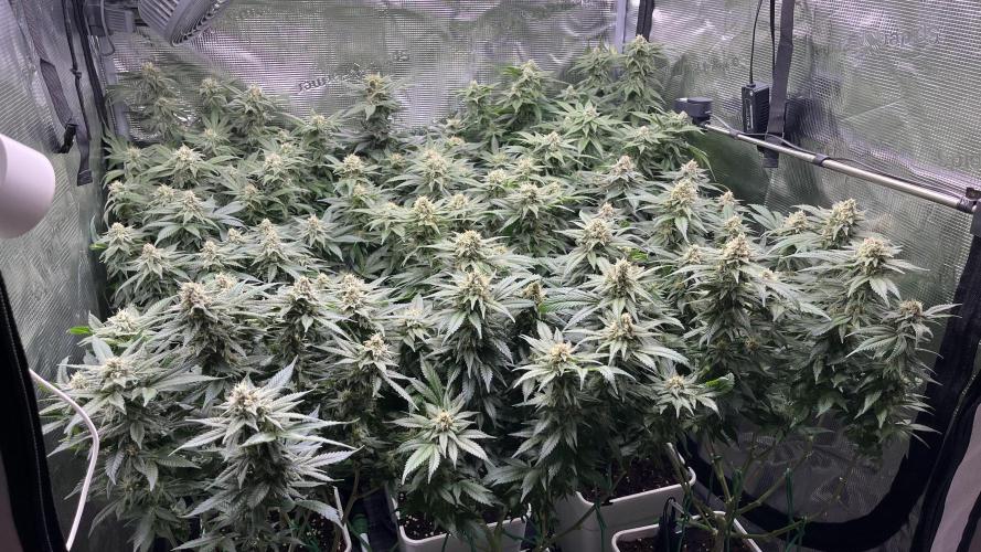 Gelatto. Week 12