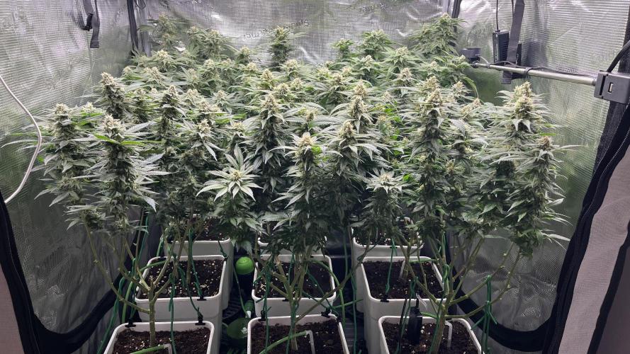 Gelatto. Week 12