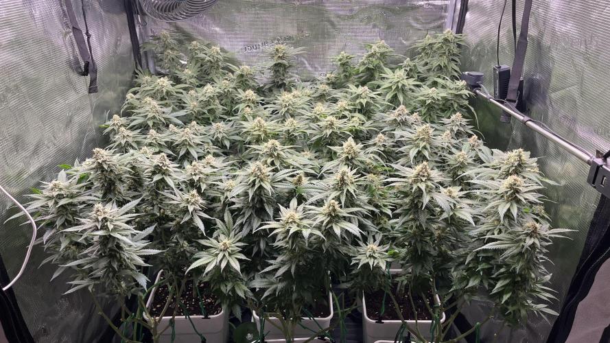 Gelatto. Week 12