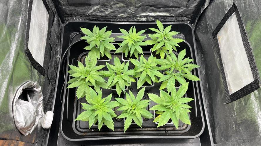 Gomu Gomu Mango. Week 3