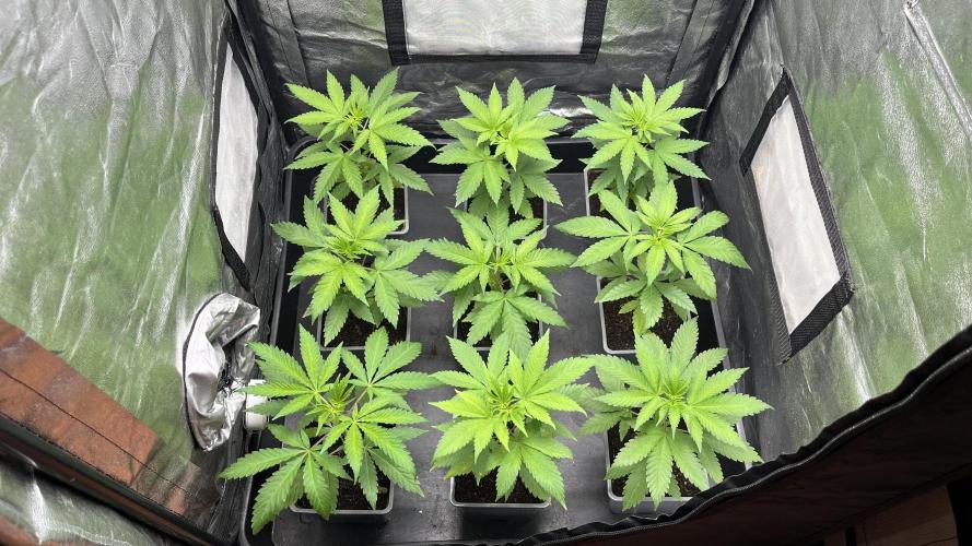 Gomu Gomu Mango. Week 4