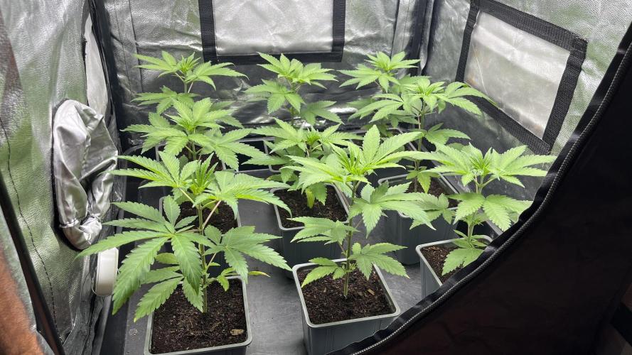 Gomu Gomu Mango. Week 4