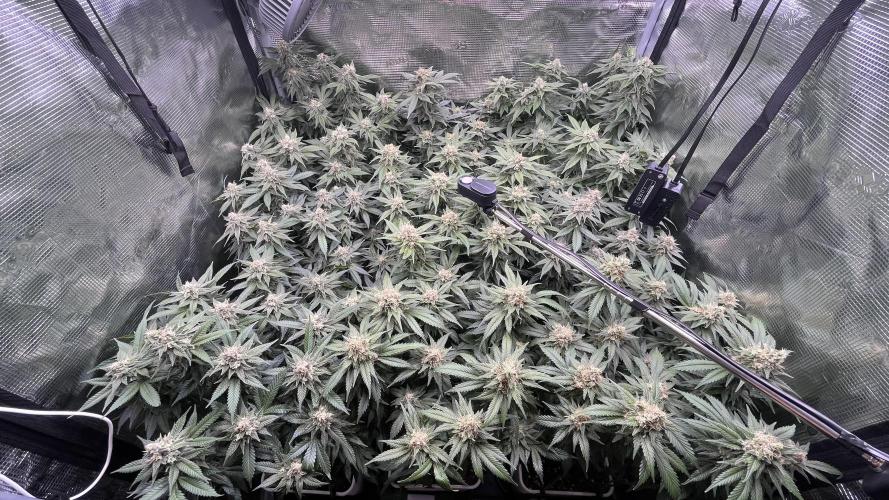 Gelatto. Week 13