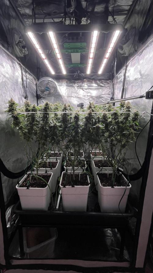 Gelatto. Week 14