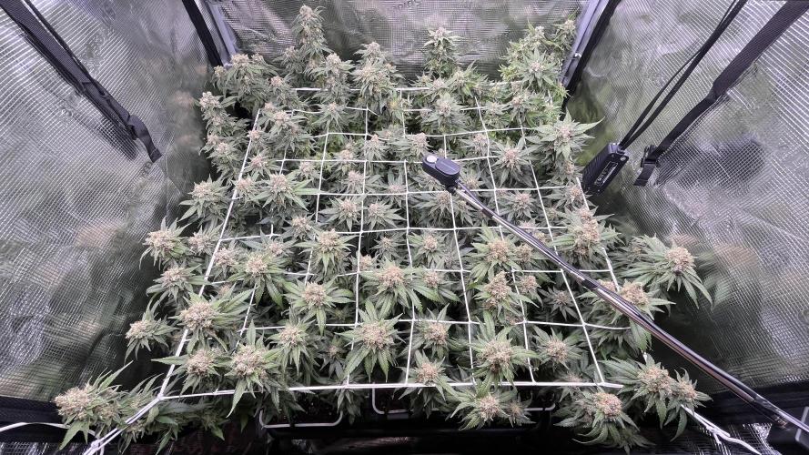 Gelatto. Week 14