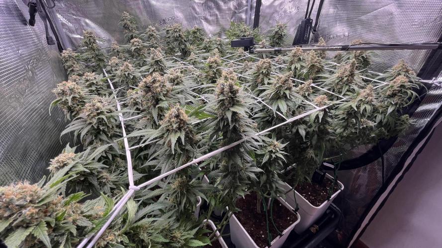 Gelatto. Week 14