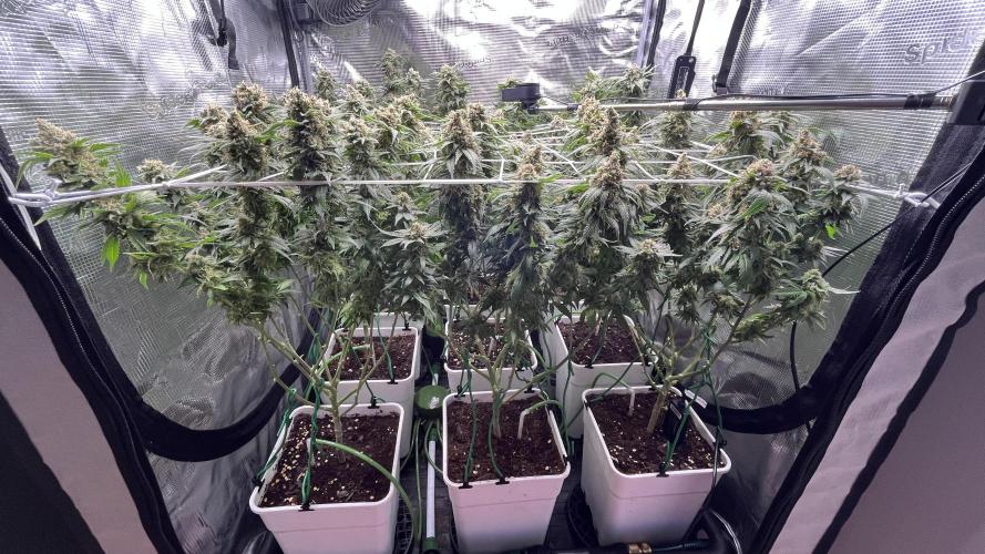 Gelatto. Week 14