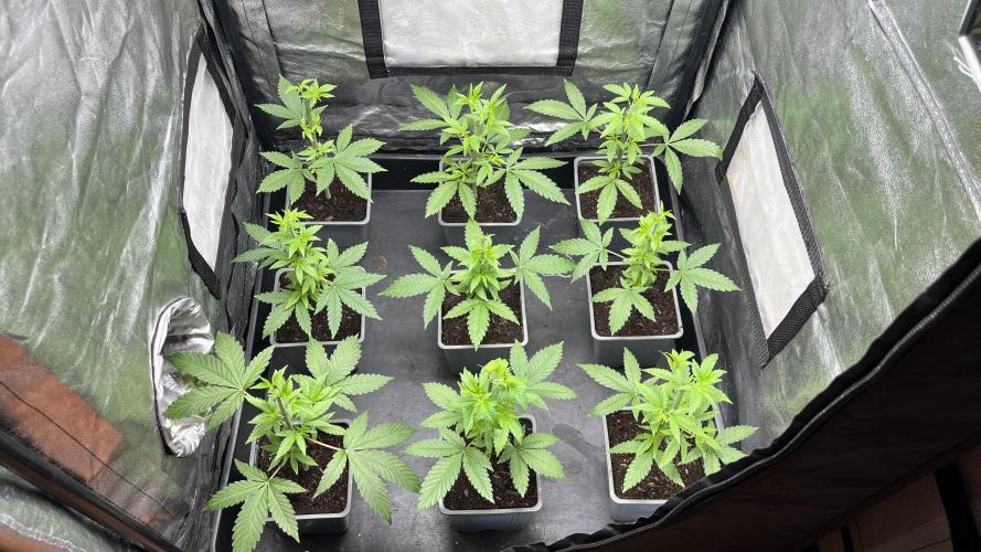 Gomu Gomu Mango. Week 5