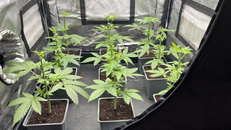 Gomu Gomu Mango. Week 5