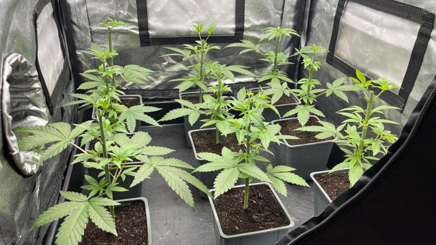 Gomu Gomu Mango. Week 5