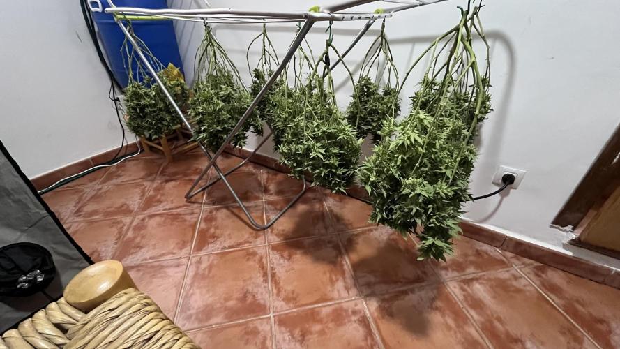 Gelatto. Week 15