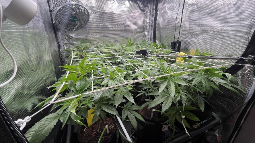 Gomu Gomu Mango. Week 6