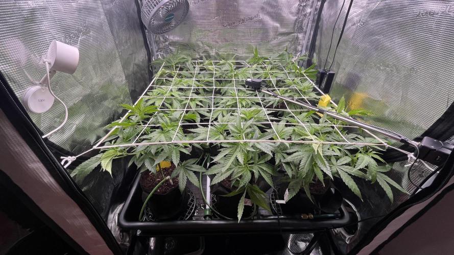 Gomu Gomu Mango. Week 6