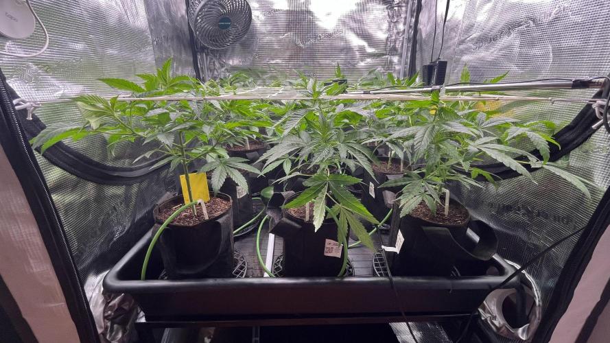 Gomu Gomu Mango. Week 6