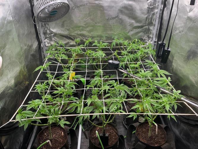 Gomu Gomu Mango. Week 7