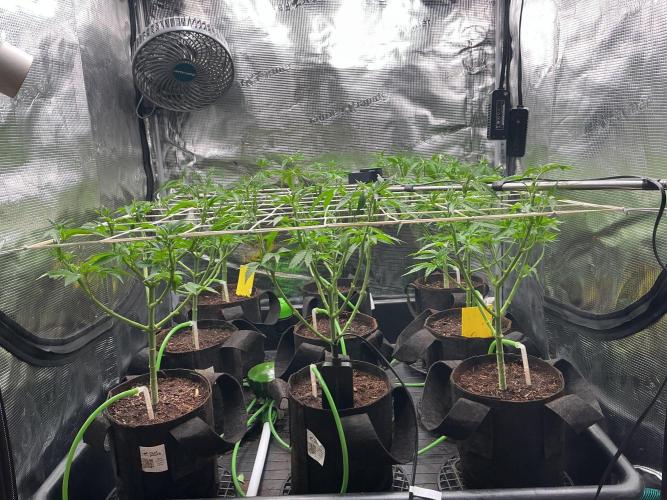 Gomu Gomu Mango. Week 7