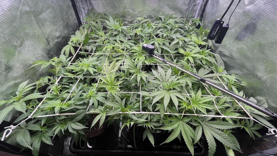 Gomu Gomu Mango. Week 8