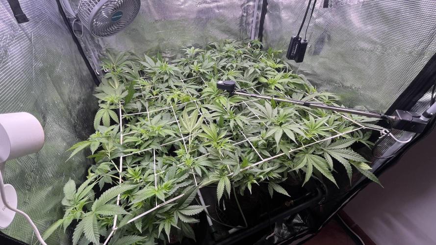 Gomu Gomu Mango. Week 8