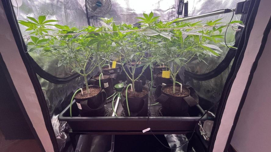 Gomu Gomu Mango. Week 8