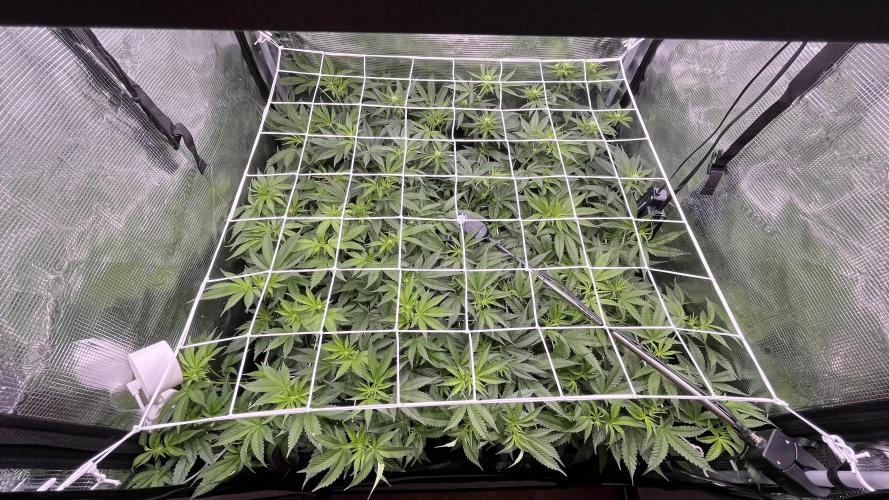 Gomu Gomu Mango. Week 9