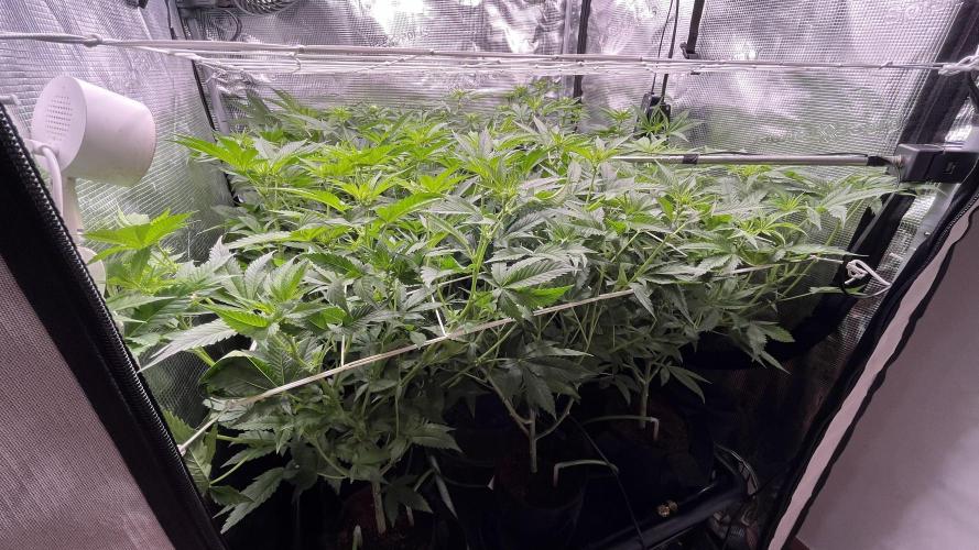 Gomu Gomu Mango. Week 9