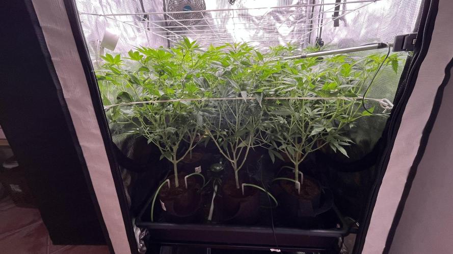 Gomu Gomu Mango. Week 9