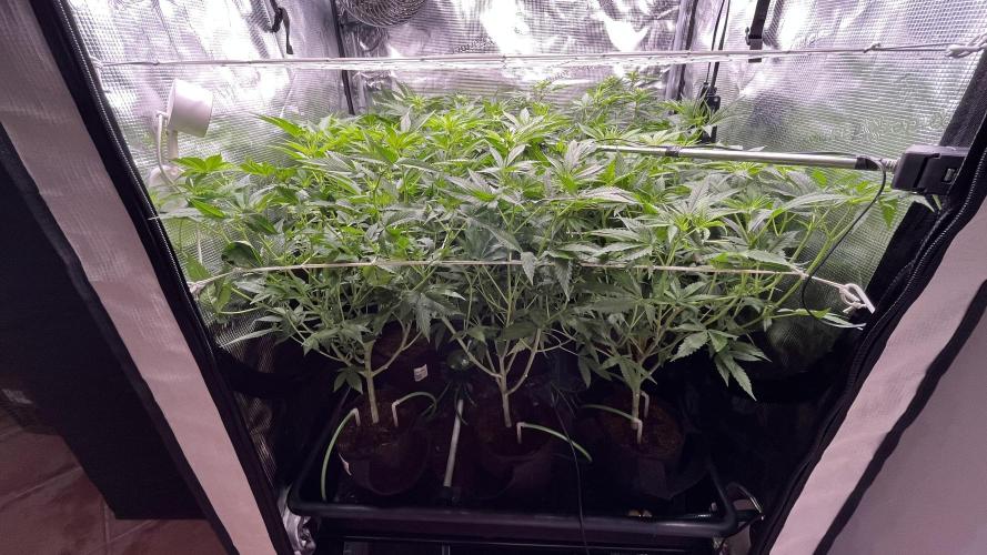 Gomu Gomu Mango. Week 9