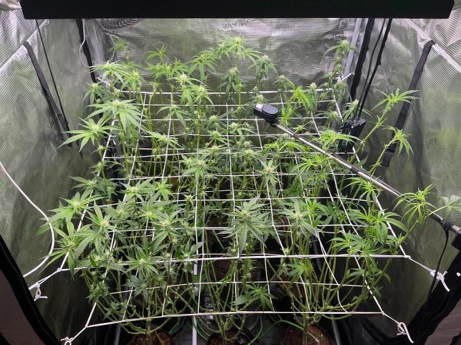 Gomu Gomu Mango. Week 10